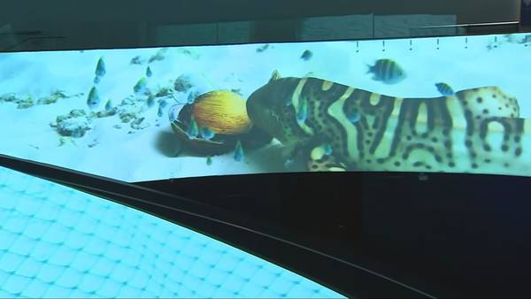 VIDEO: Endangered Leopard shark at Seattle Aquarium's Ocean Pavilion