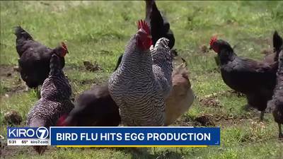 VIDEO: Hard time finding eggs? What may be to blame
