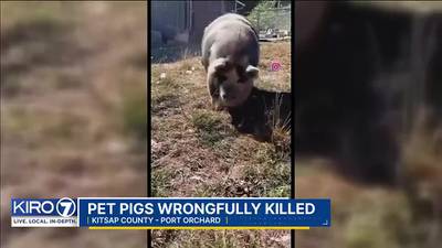 Port Orchard family says pet pigs were slaughtered after butcher business got wrong address