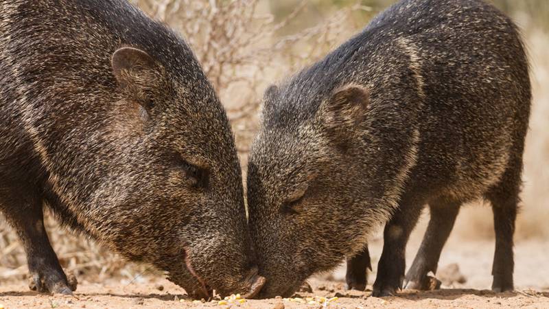 Despite their appearance, javelinas are not members of the pig family./
