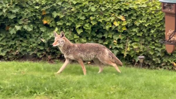 Neighbors in Magnolia see a dramatic increase in missing pets and growing coyote population