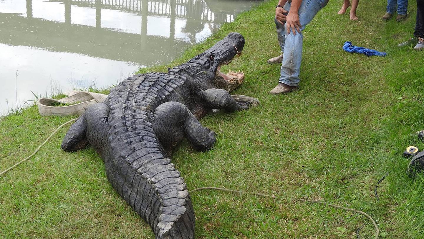 Meet the Astros' biggest fan 'Big Tex the Gator