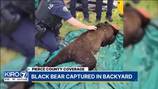 Officers tranquilize bear in tree in Lakewood