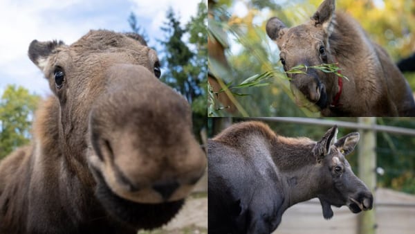 Ohio zoo welcomes three orphaned Alaskan moose calves