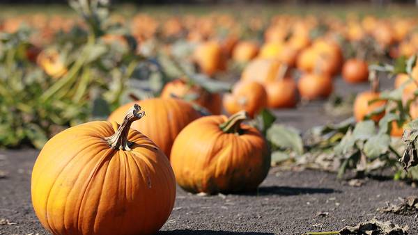 ‘It’s going to be busy’: Snohomish’s Craven Farm celebrates 40th year of pumpkin patches