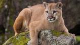 Mountain lion kills 1, injures another in first fatal attack in California since 2004