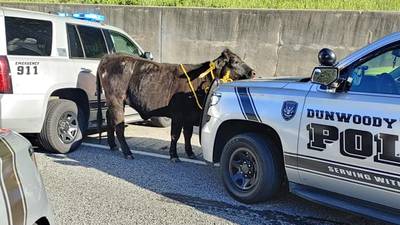 Loose cow creates traffic havoc on 285 in Georgia