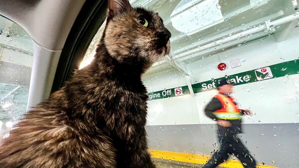 This 17-year-old cat ‘roams free and people watches’ on Washington’s ferries