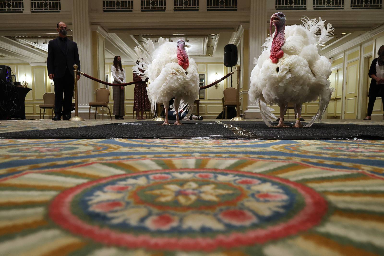 White House turkey pardon Corn named National Thanksgiving Turkey