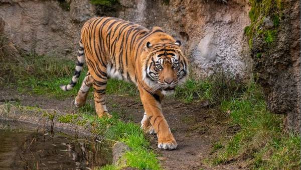 Endangered Sumatran tiger makes public debut at Point Defiance Zoo 