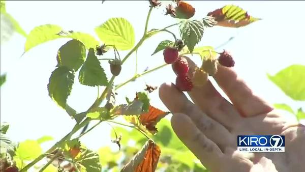 Raspberries burned, damaged from last week’s heat wave could ruin family farms