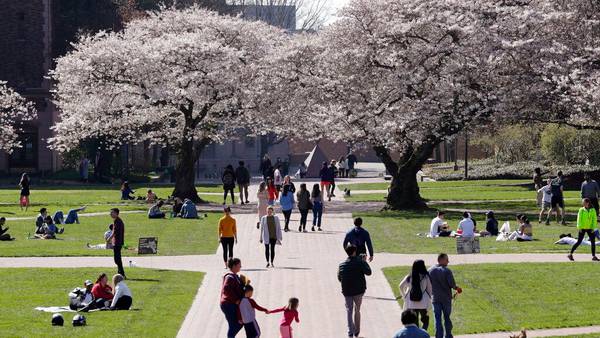 UW’s iconic cherry blossoms delayed by cold snap, set to reach peak bloom in early April