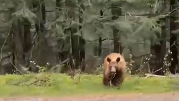 VIDEO: Bear spotted by SR 20 in the North Cascades