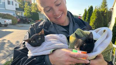 Black cats get lucky when cries are heard coming from Marysville storm drain