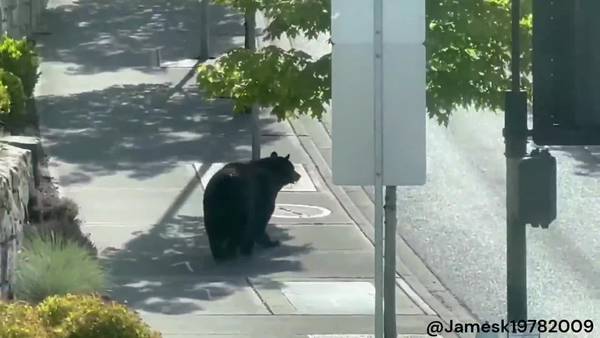 RAW: Black bear roams street in Issaquah Highlands