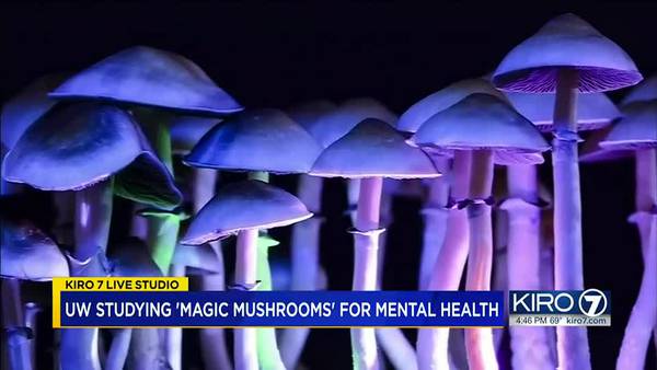 LIVE STUDIO: UW studying 'magic mushrooms' for mental health