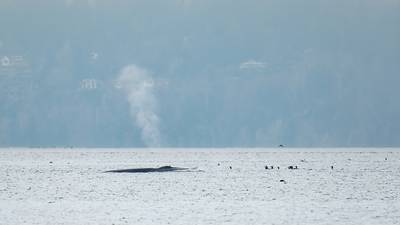 PHOTOS: Fin whale spotted in Puget Sound