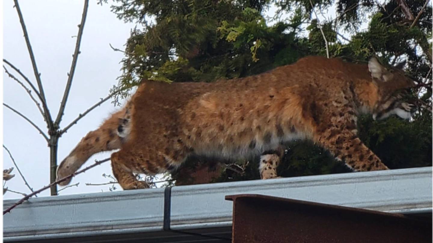 Bobcat Spotted In Orange County 