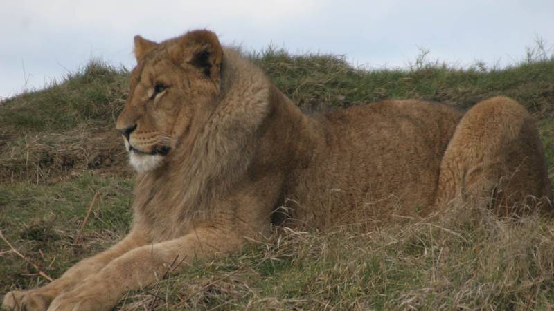 friendly lion safari park