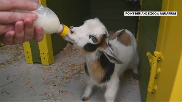 Point Defiance Zoo and Aquarium welcomes seven new goat kids