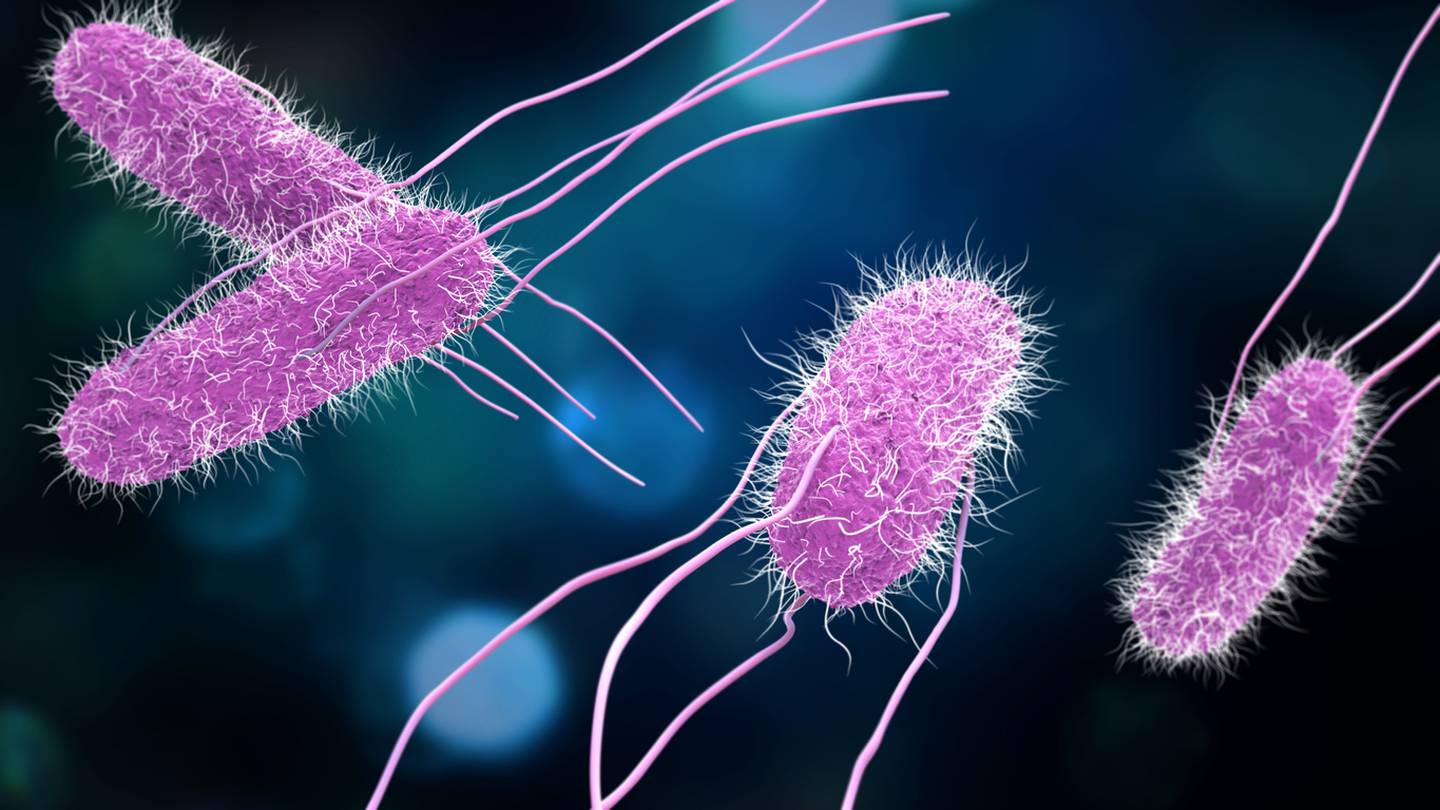 公共卫生部门调查与西雅图教堂相关的沙门氏菌爆发