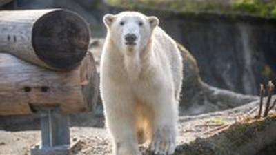 PHOTOS: Three-year-old polar bear twins grow!