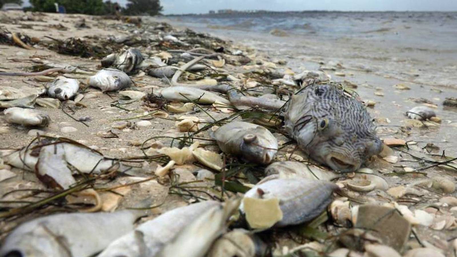 Red tide reaches Space Coast 9 facts about red tide KIRO 7 News Seattle