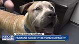 ‘We’re overwhelmed’: Humane Society for Tacoma & Pierce County beyond full capacity
