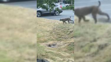 Bobcat caught walking around at park and ride in Lynnwood