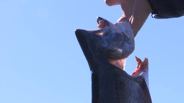 VIDEO: States considering salmon fishing ban