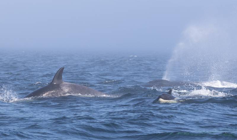 Orcas and humpback interact.