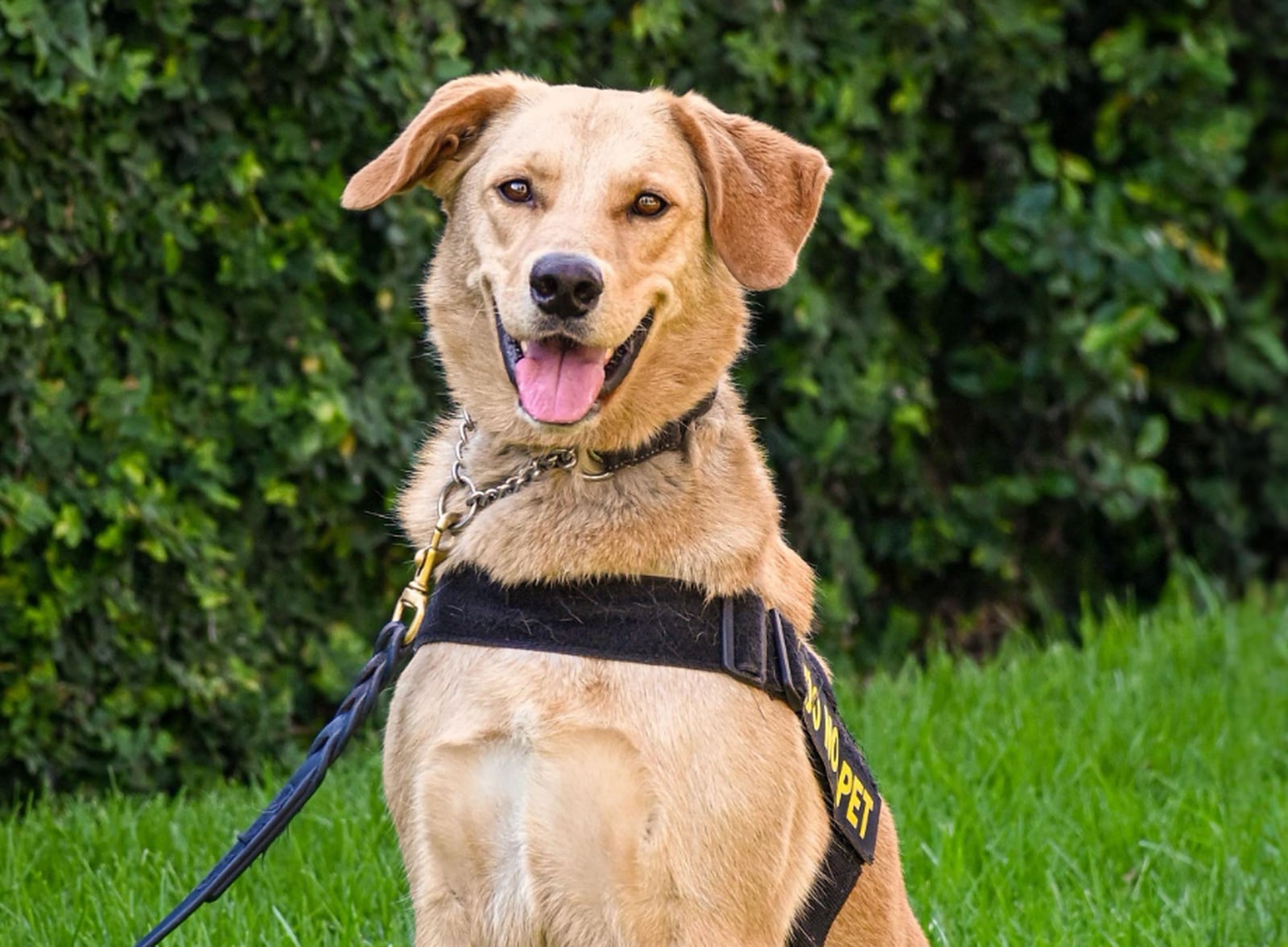 TSA releases ‘pawsitively cute’ 2024 canine calendar KIRO 7 News Seattle