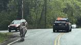 North Bend zebra still on the loose after four days