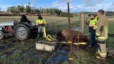 PHOTOS: Firefighters help free buffalo stuck in fence