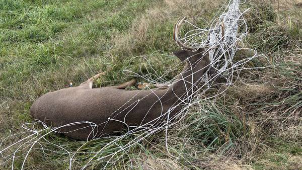 Deer drama: Tangled buck rescued from electric fence in Clark County