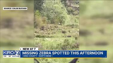 Video Update: North Bend zebra caught on video near Boxley Creek