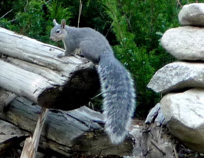 Western gray squirrel