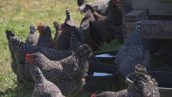 Hard time finding eggs? What may be to blame
