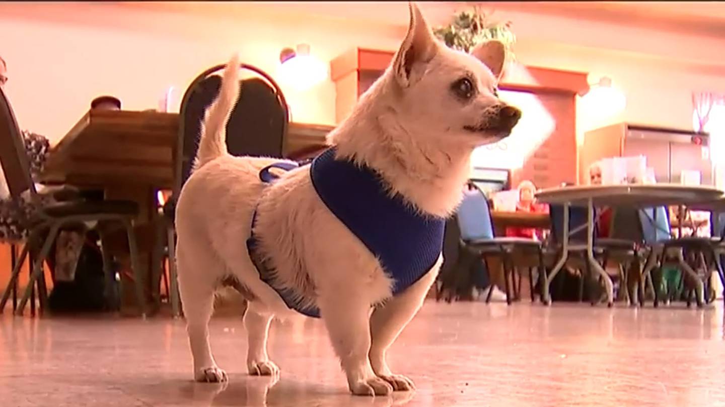 23-year-old chihuahua named Spike is world's oldest living dog: Guinness  World Records