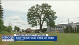A 400-year-old oak tree is causing tension in Tumwater