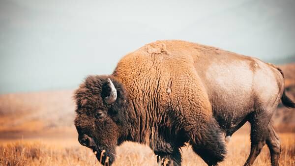 Man killed, deputy injured by charging bison