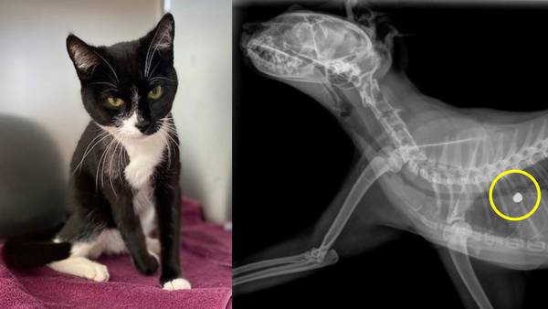 Cat in need of lifesaving surgery is third recently brought to shelter with a gunshot wound