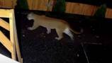 ‘It was huge!’: Cougar spotted walking through backyard in Renton Highlands