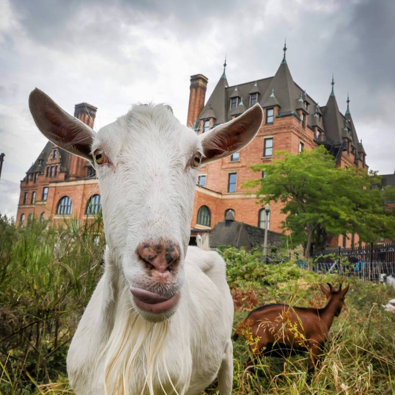 Goats eat overgrown brush at Stadium HS