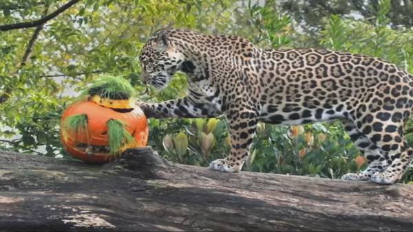 Around the Sound: Woodland Park Zoo hosts Pumpkin Bash ahead of Halloween