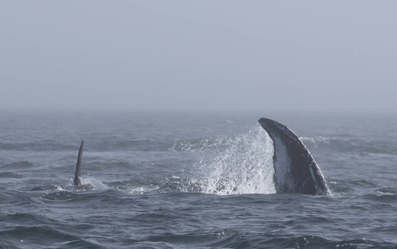 Bigg's orca and humpback whale Hydra.