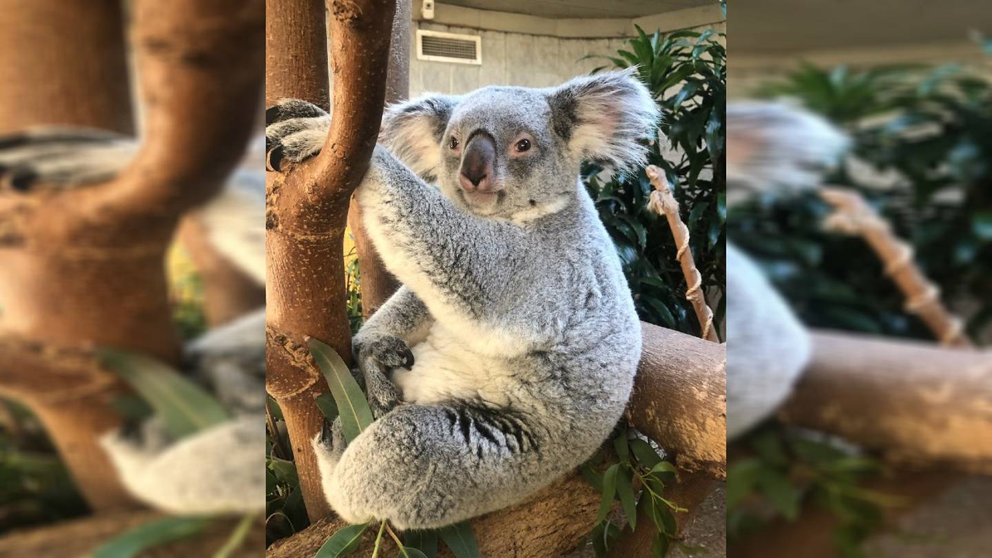 Koala Born at Cleveland Zoo for the First Time in 10 Years