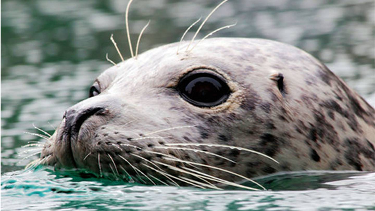 Baby harbor seals now on display at Point Defiance Zoo KIRO 7 News Seattle