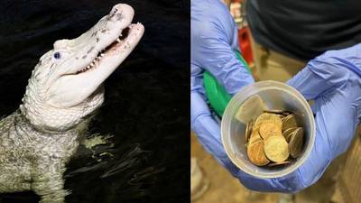 Nebraska zoo veterinarians remove 70 coins from alligator’s stomach