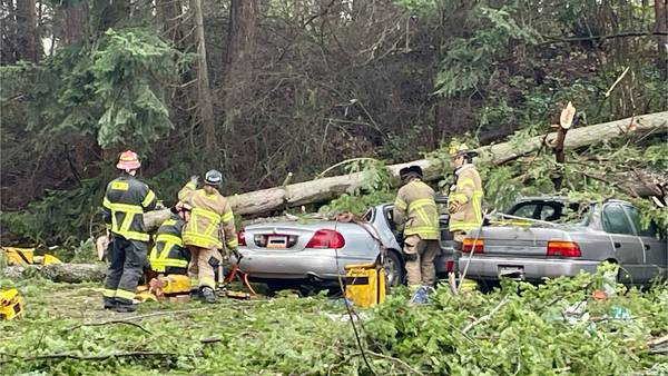 One person rescued after tree falls on car in Tacoma